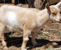 Registered Nigerian Dwarf goats for sale in Colorado